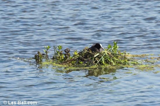 Coot sitting on her island nest.